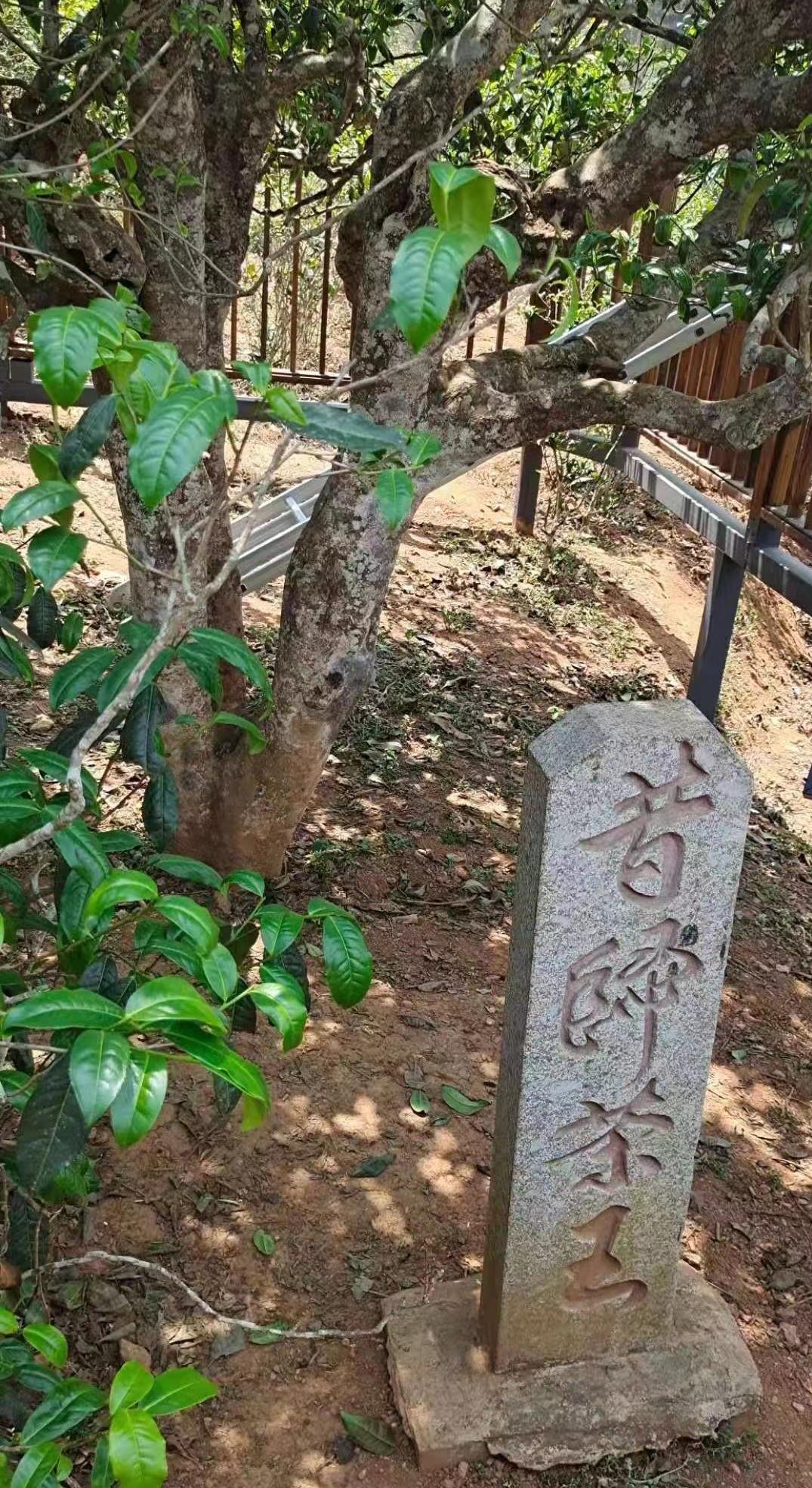 2021年普洱茶最火的山头古树茶,云南各大山古树茶价格表