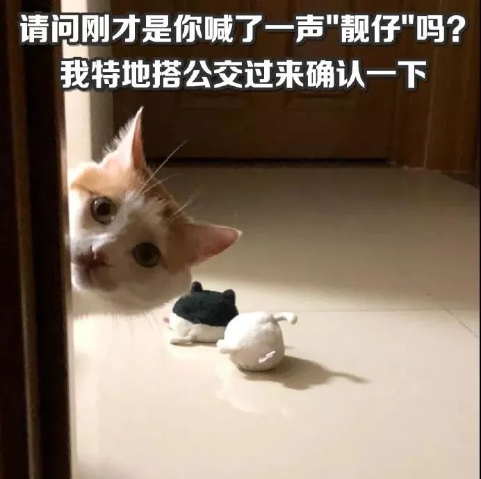 关于猫咪鼻子的8大秘密,猫咪的鼻子有什么特点和作用