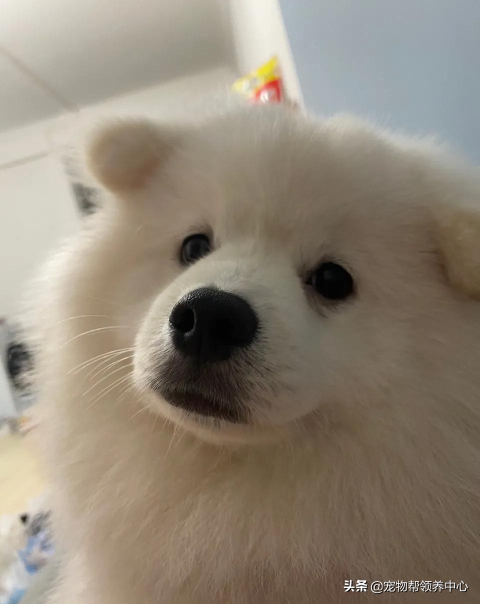 狗狗被*养送**期间患上细小，前主人却说：存活几率很小，别治了…