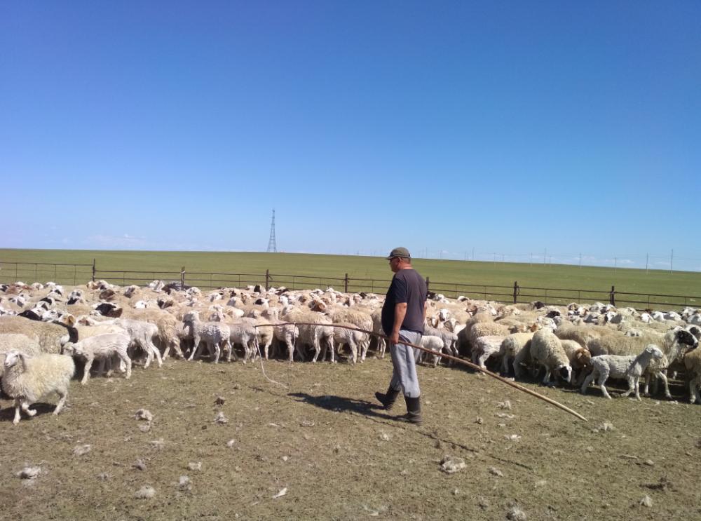 内蒙呼伦贝尔牧民有2000只羊，他一年赚多少钱？