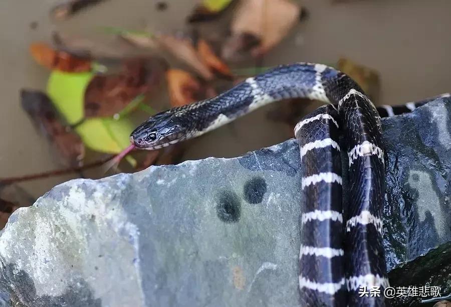 为什么金环蛇没有银环蛇毒性大,金环蛇银环蛇哪种蛇毒性强