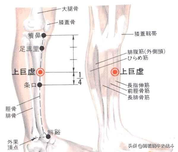 按摩胃经的正确手法和时间,按摩胃经穴有什么好处