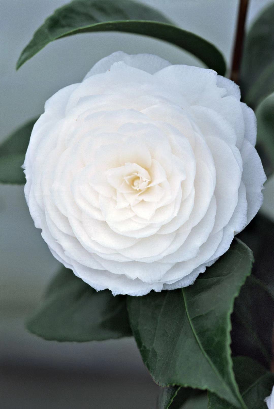 大家来评评理！这是毒舌腹黑还是贴心暖男？|只为另一半