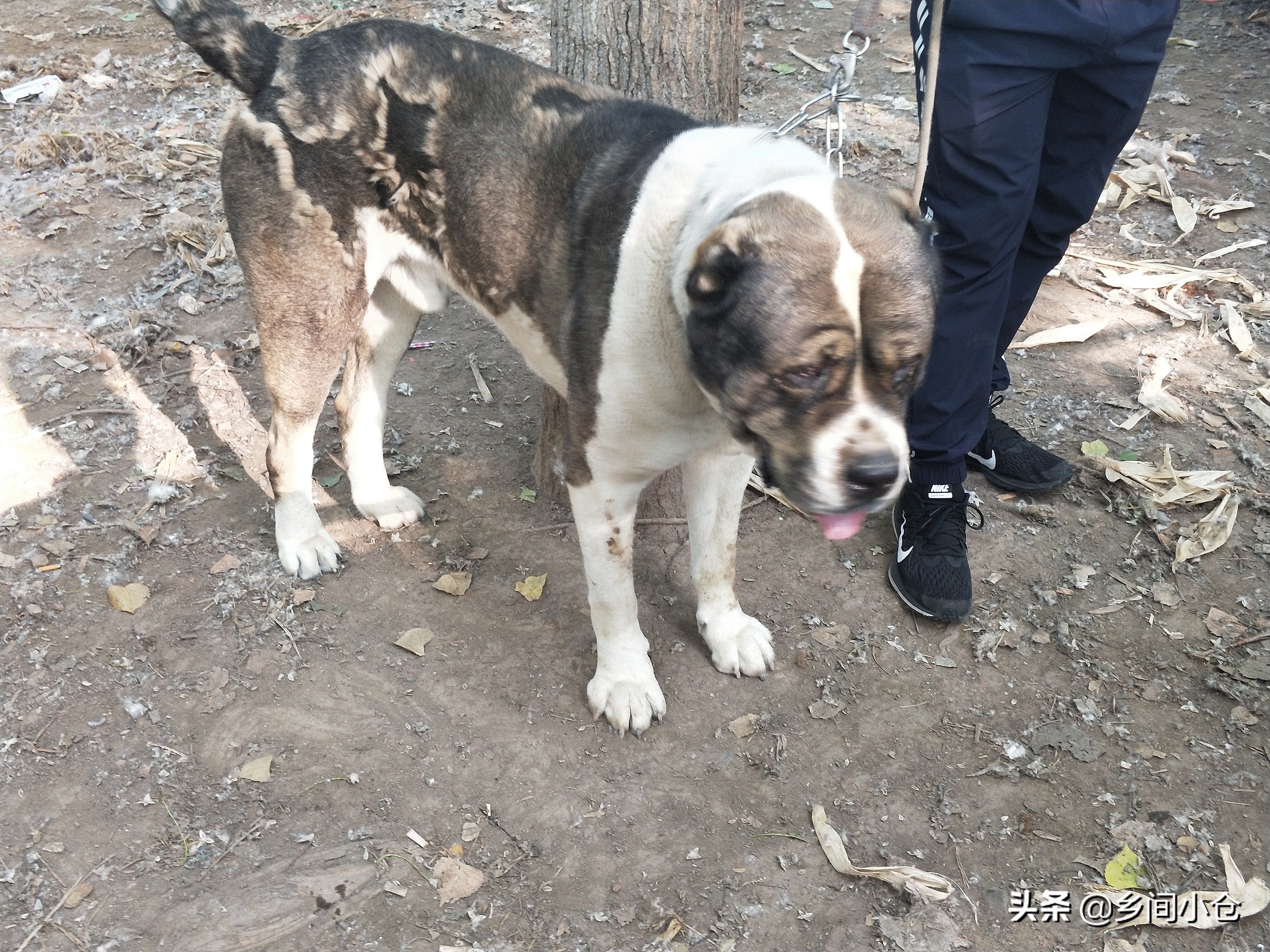 小妹子逛狗市遇到没见过的品种,大型狗市都有什么品种