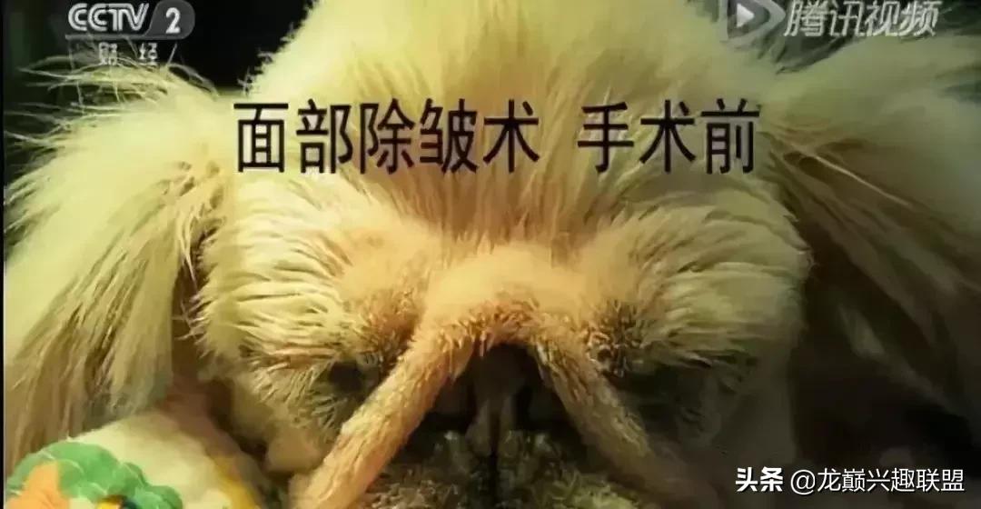 宠物整形美容,给宠物做美容多少钱