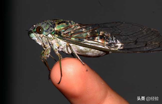 金蝉的正确养殖方法,金蝉的养殖方法全解