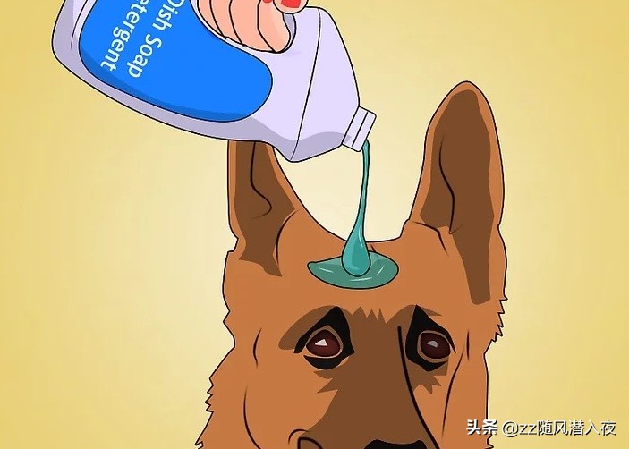 洗洁精能杀死鸡虱子吗,洗洁精可以除掉虱子吗