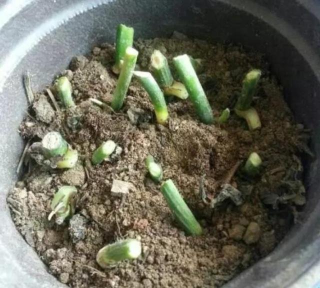 扦插绿萝有妙招这样扦插才是关键,扦插绿萝小技巧一看就会