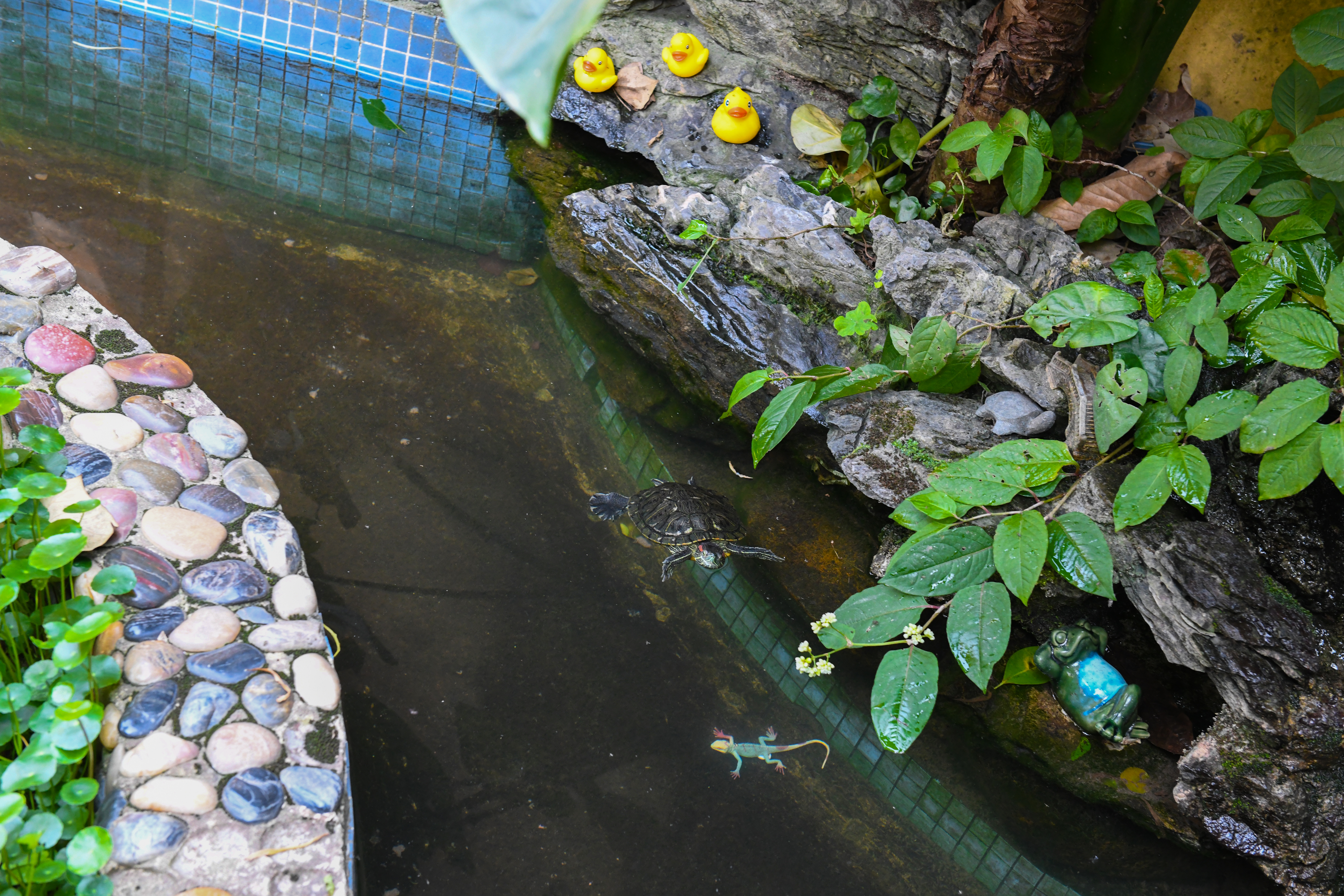 厦门鼓浪屿免费,厦门景点半价政策最新规定