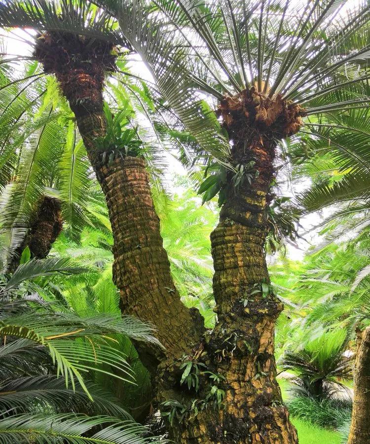 迎接COP15，保护生物多样性丨长江里有什么之“巴蜀之宝”苏铁