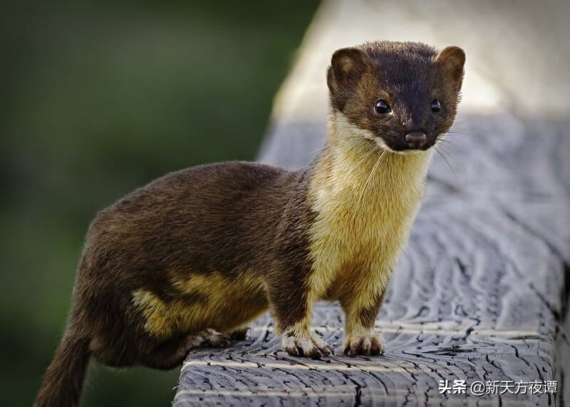 世界上最萌的动物前三名,世界上最呆萌的动物排名