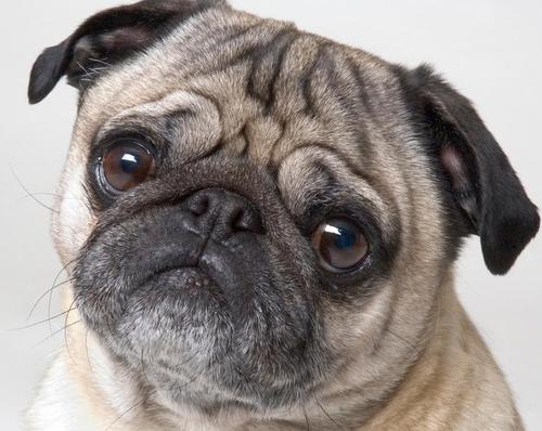 怎么区分法斗犬和波士顿梗犬,沙皮巴哥法斗英斗四种犬区别