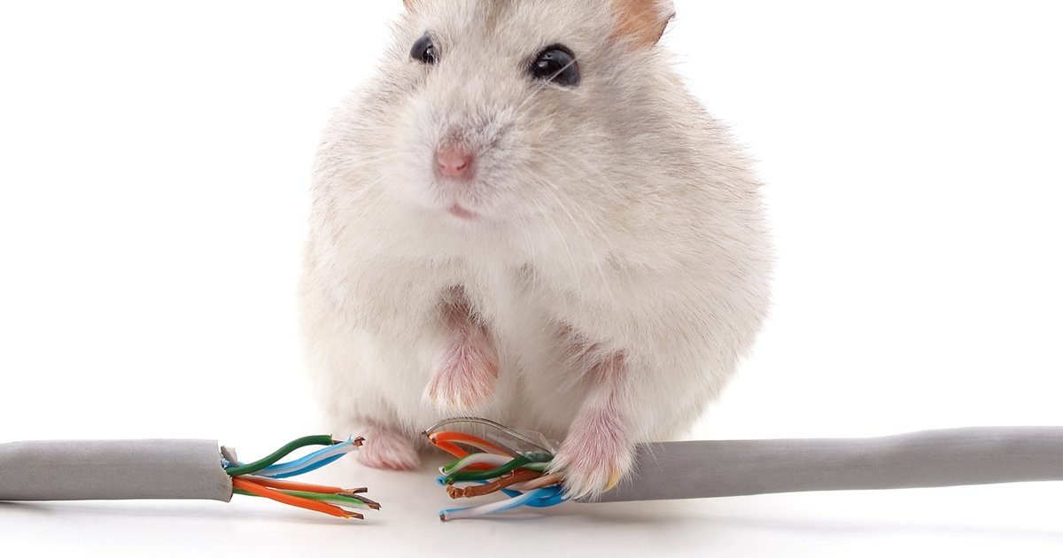 一天抓100只耗子,一天抓百来只田鼠