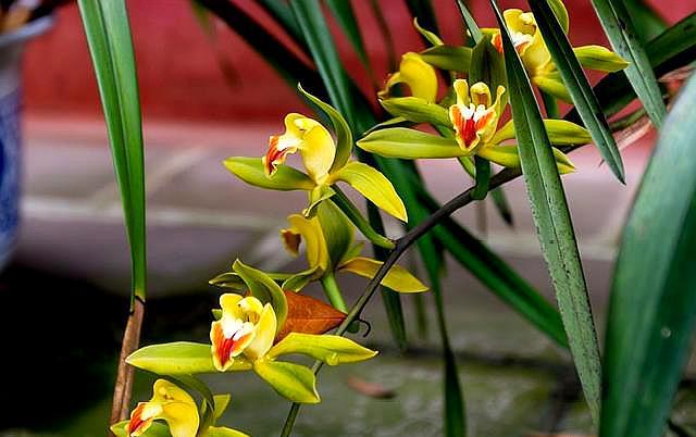 养兰花施肥,养兰花用什么肥料养最合适呢