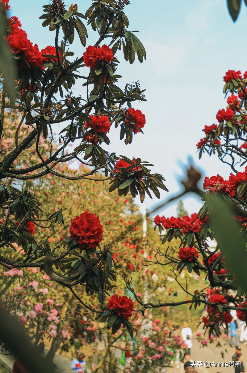 百里杜鹃花开如海,百里杜鹃百里盛开