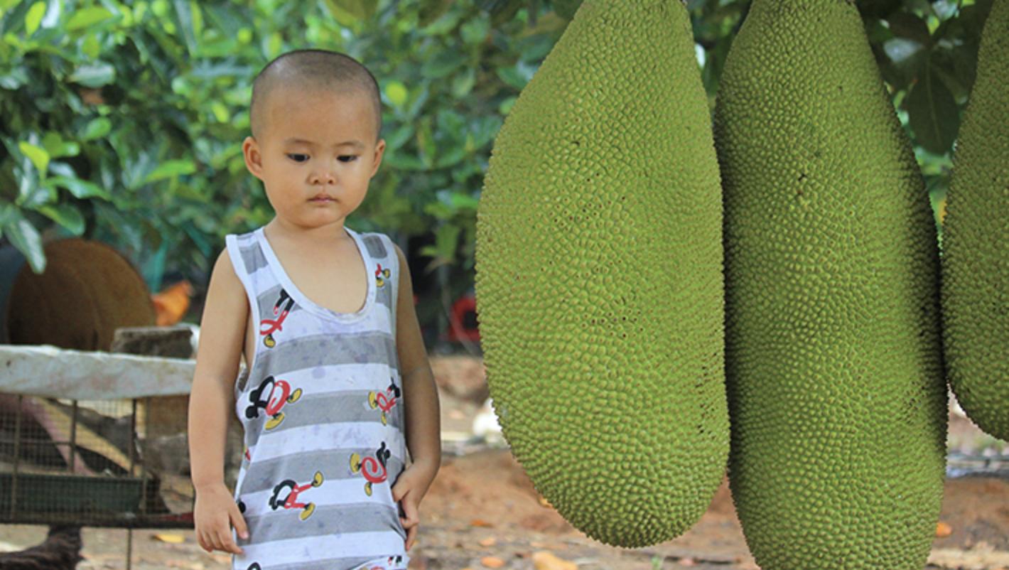 菠萝蜜怎么保存才好吃,菠萝蜜怎么储存才好吃