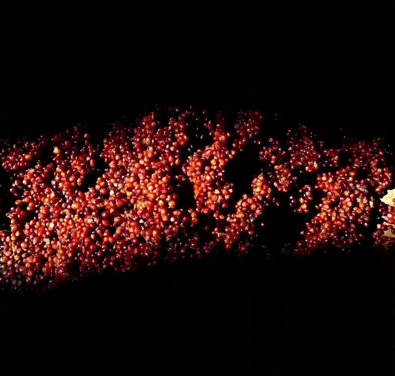 如何做酱香白酒代理赚钱,酱香白酒品牌推荐怎么代理