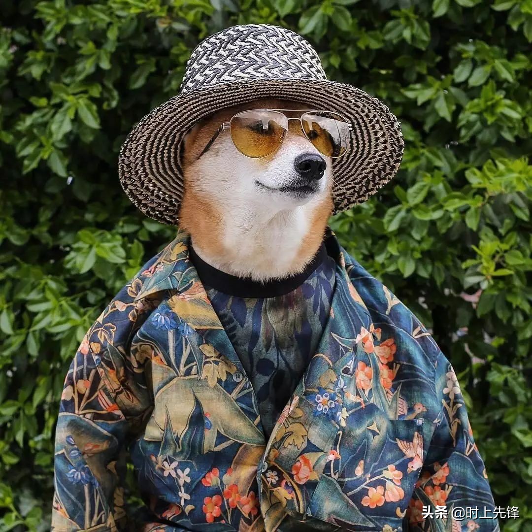 当狗狗穿上服装有多帅,当狗狗照镜子后发现自己是一只狗