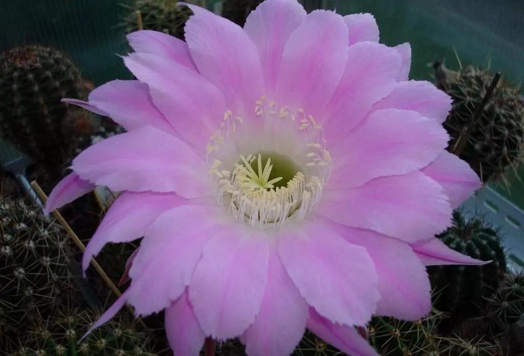 100种仙人球花图片,100种仙人球的品种视频