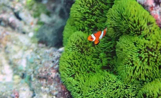 杨颖黎族海岛素颜照,海岛素颜照