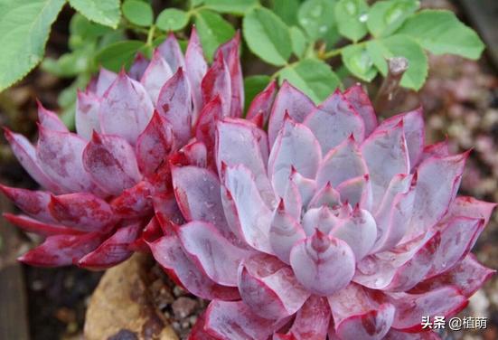 雨后的赫拉特别干净，颜值很赞，让多肉赫拉状态佳，无非做好6点