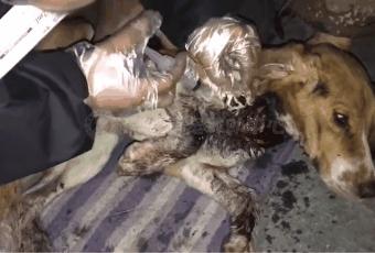 比格犬受害者拆家,比格犬丢失新主人要善待它