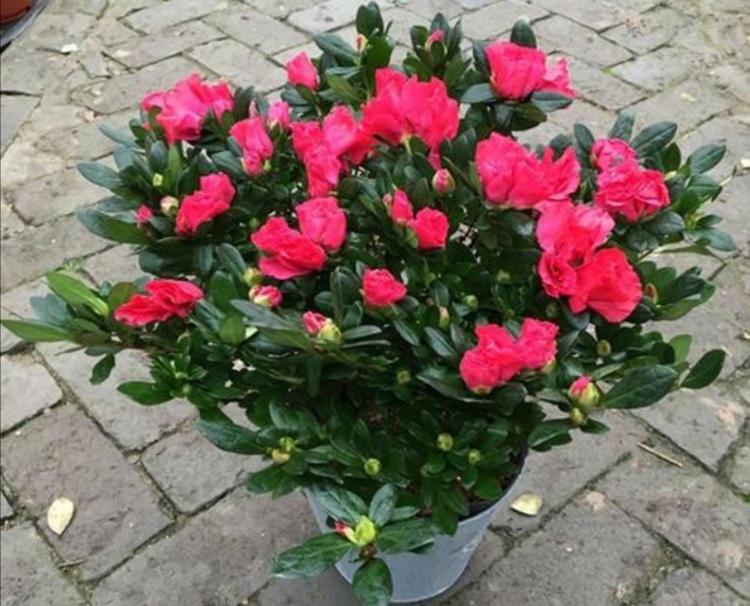 家里养杜鹃花的正确方法,杜鹃叶子长得旺怎么不开花