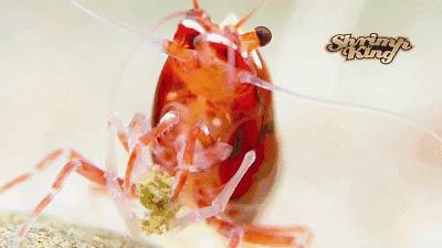 虾爆缸怎么办,极火虾怎么快速爆缸