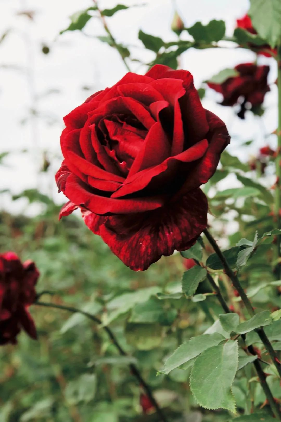 夏季月季怎么施肥,月季夏季要遮阳吗