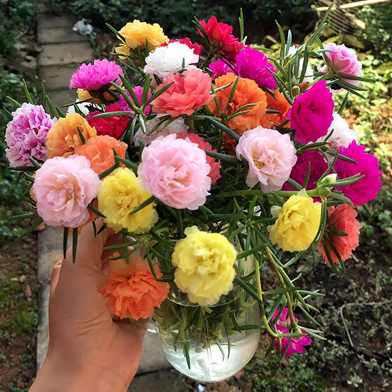 扦插花的快速生根法,哪些花卉可以用扦插的方法插活