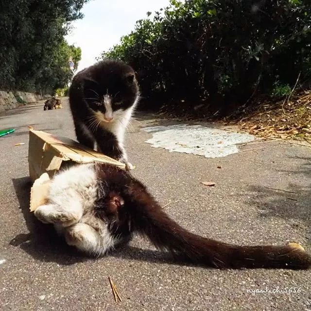 镜头下的猫视频,盘点那些可怜的流浪猫