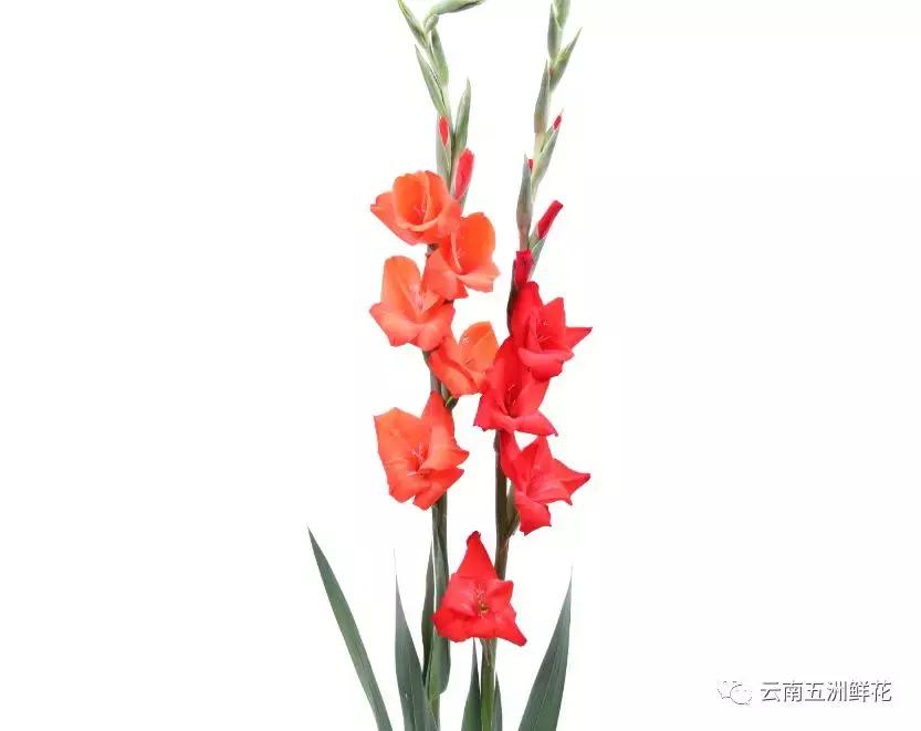 开花店前期花材怎么选购,开花店需要购买什么花材