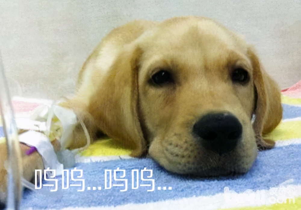 狗言狗语,中国的狗和外国的狗语言一样吗