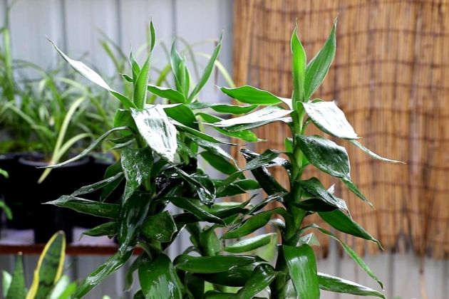 富贵竹子杆子黄了能救活吗,富贵竹杆子黄了什么原因