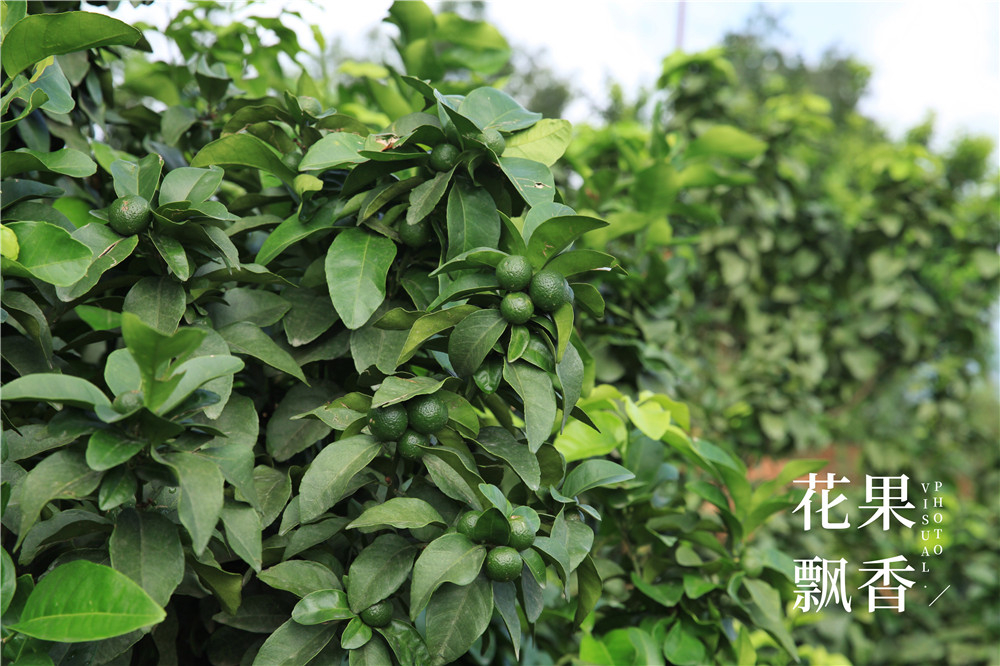 果园建园,果园选址规划