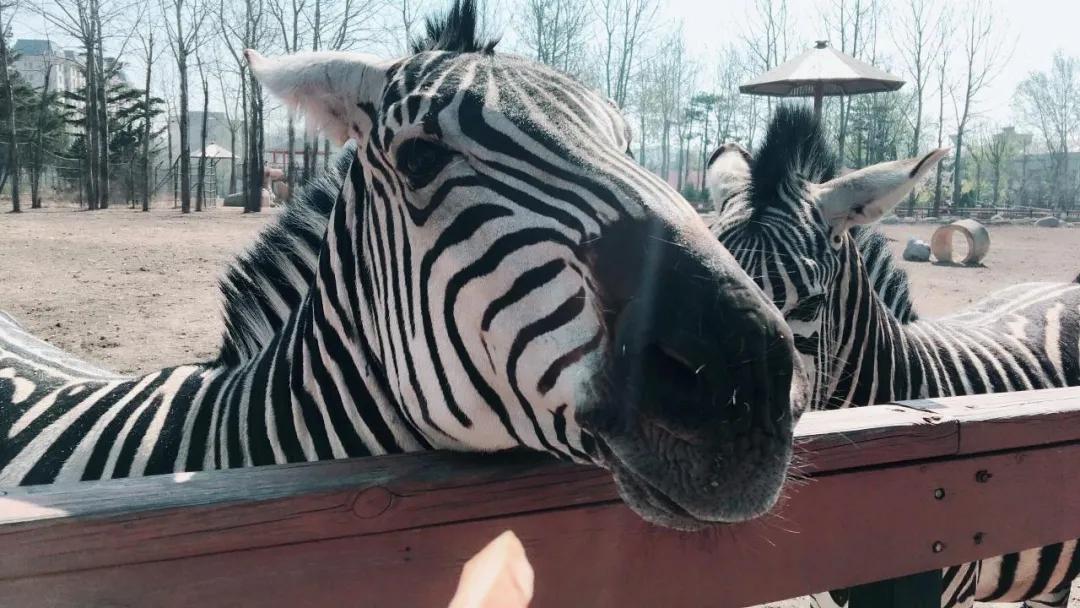 哪个动物园可以和动物亲密接触,野生动物园近距离接触动物感触