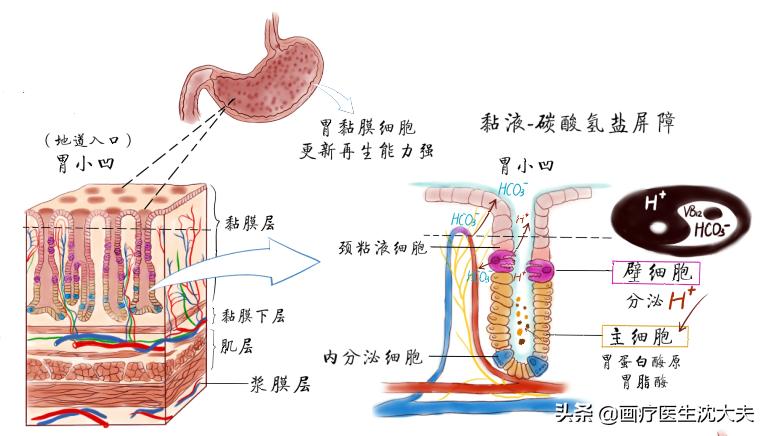 胃溃疡的原理动画,胃溃疡的原因动画演示