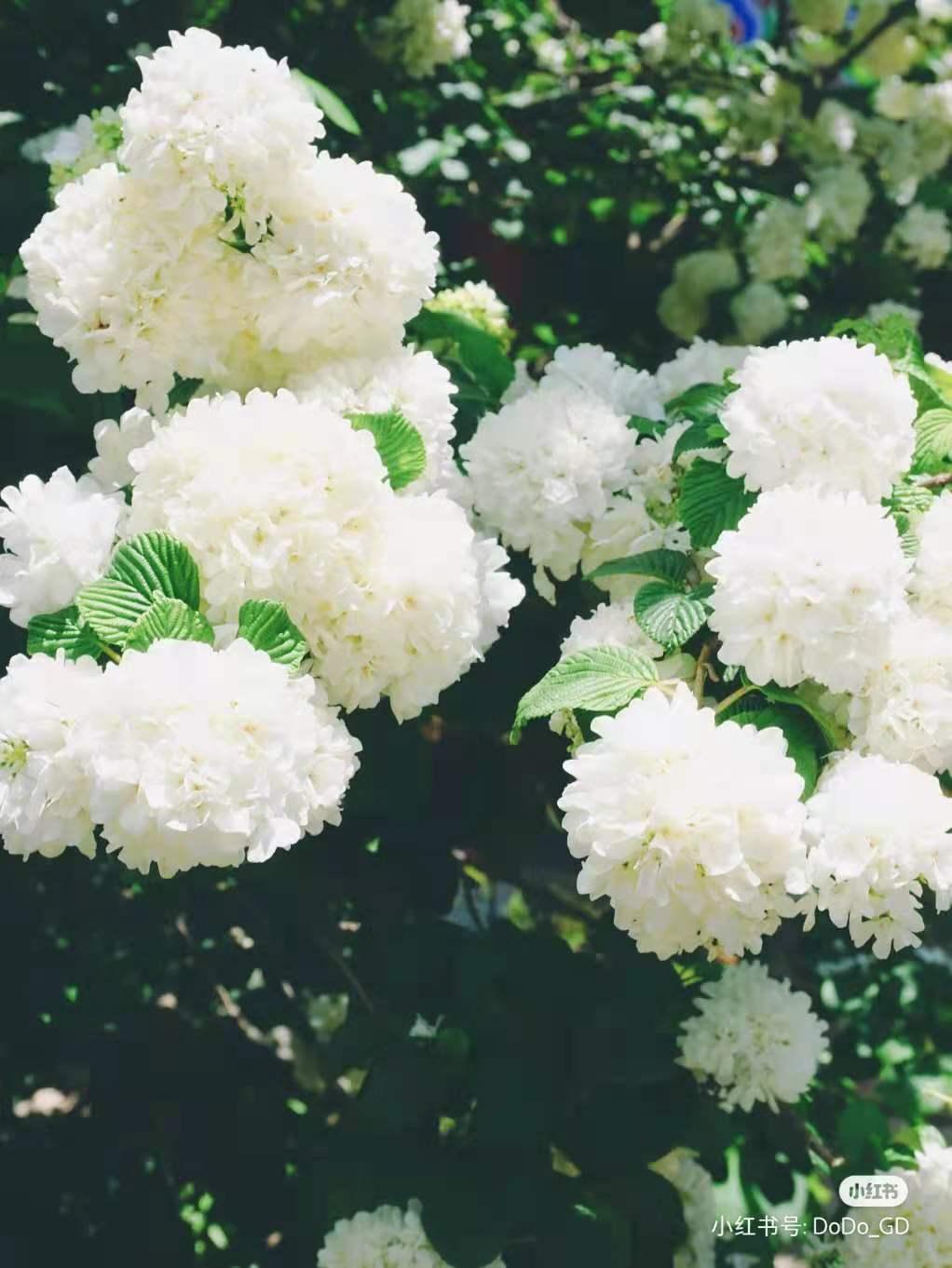 昆明春天赏花航拍,昆明添一赏花打卡点