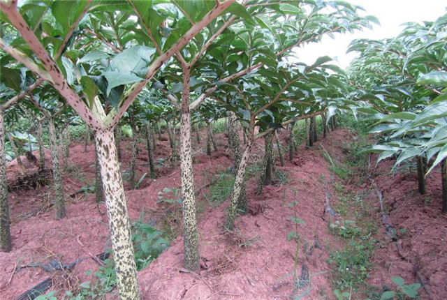 四川珠芽黄魔芋种植高产栽培技术,湖北珠芽黄魔芋种植高产栽培技术