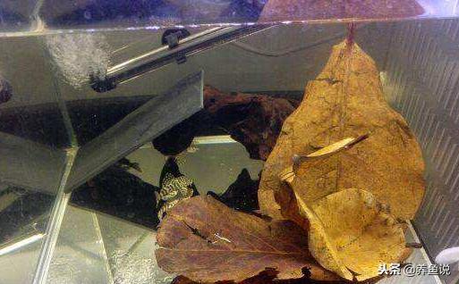 怎么把鱼缸水质偏碱调成偏弱酸,鱼缸水质ph值偏酸什么原因