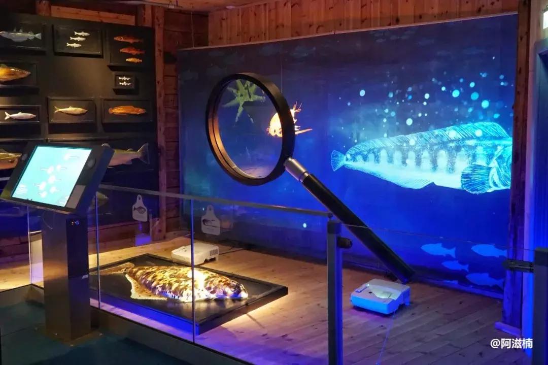 为了吃世界上最好吃的青花鱼，我飞去了挪威，光是捕捞船价值4亿