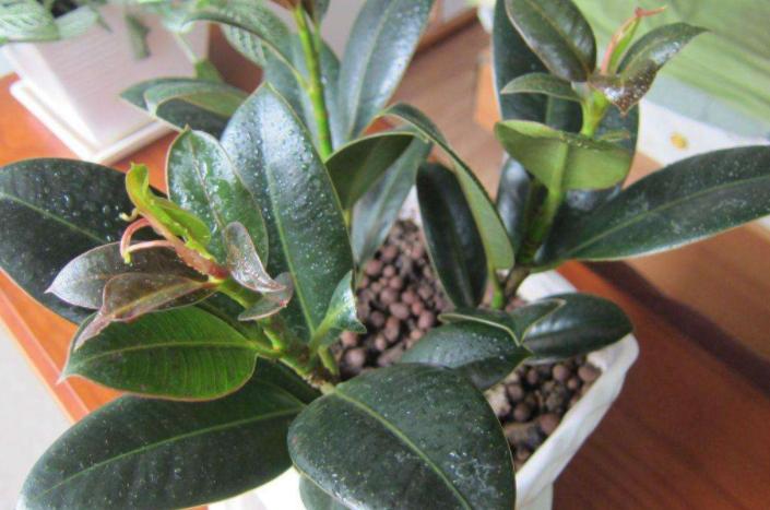 橡皮树叶子发红怎么处理,橡皮树为什么叶子变黄