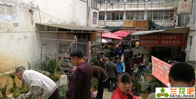 兰花种类和价格行情,现在兰花有特别贵的吗