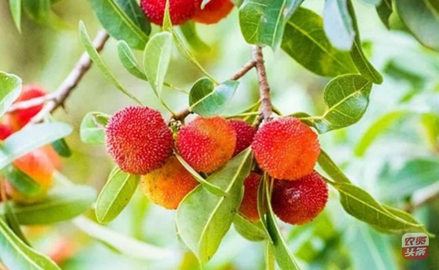 种植杨梅树多少平米一棵,杨梅树庭院种植位置图片