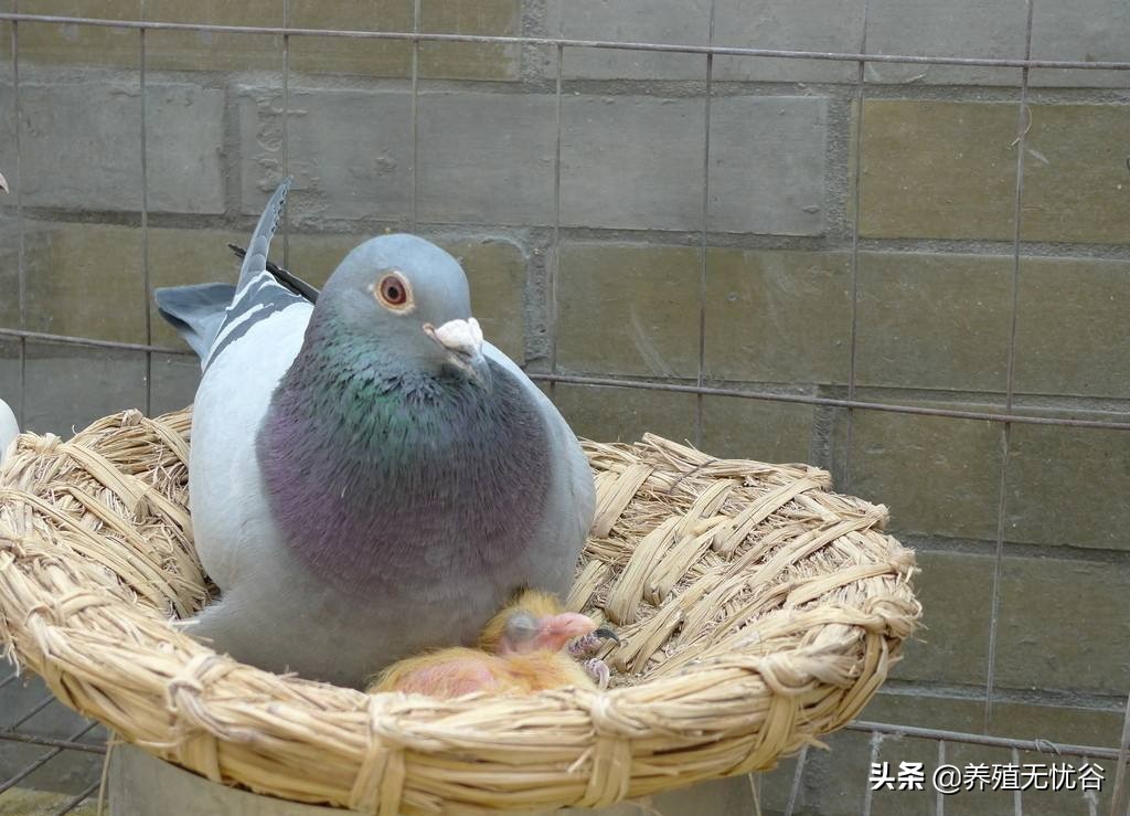 轻松养鸽子（上）～鸽子的生理特性和饲养管理！