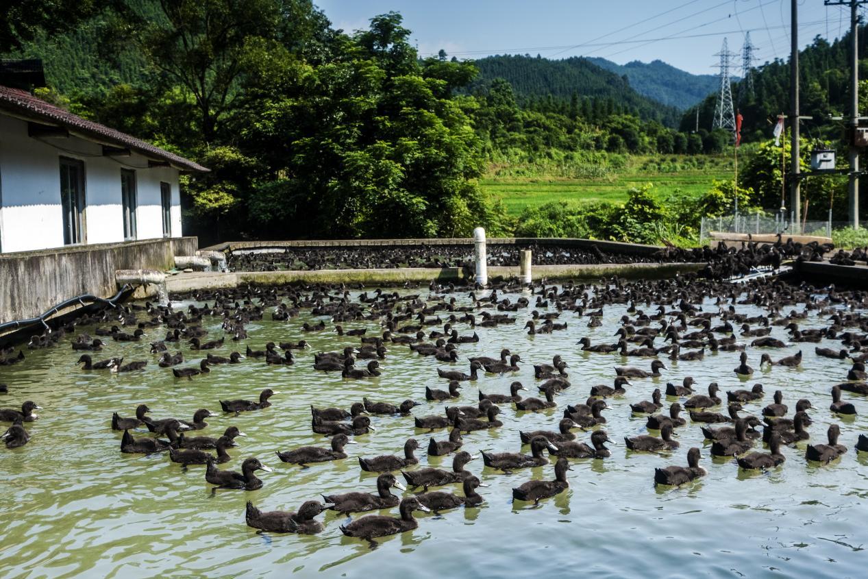 中元节吃什么鸭最好 (中元节鸭怎样吃好)