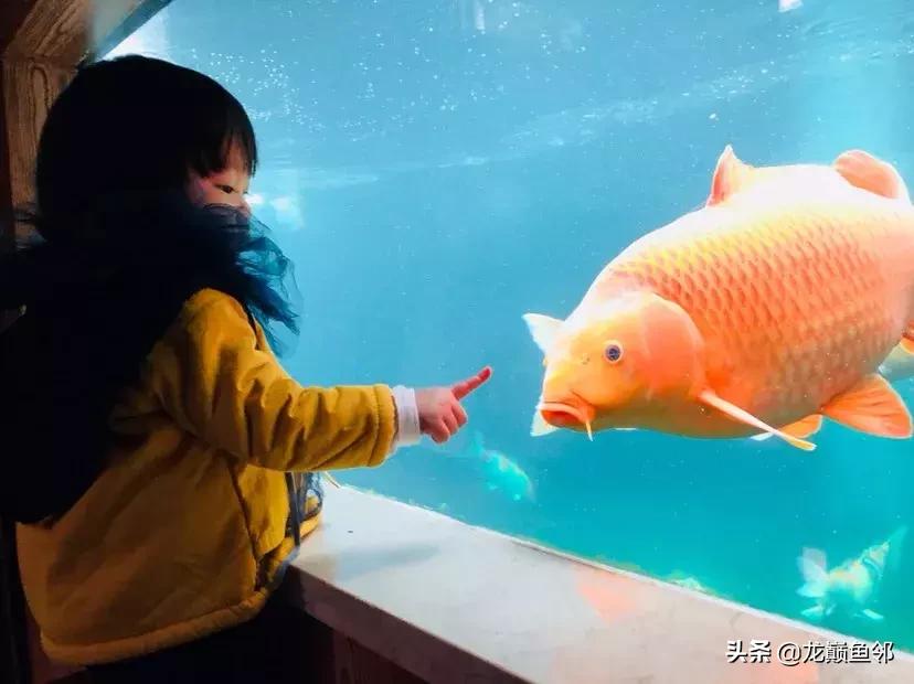 锦鲤饲料育成搭配什么的好,锦鲤鱼夏季饲料