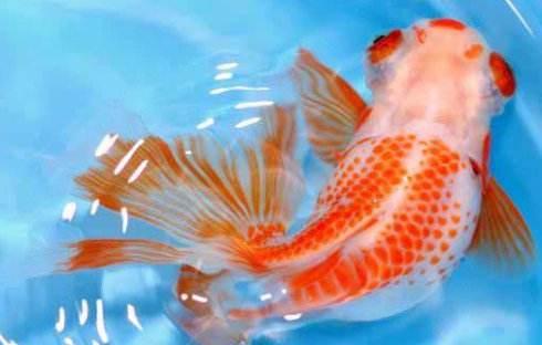 兰寿金鱼一年四季的饲养,金鱼繁殖季节和饲养方法