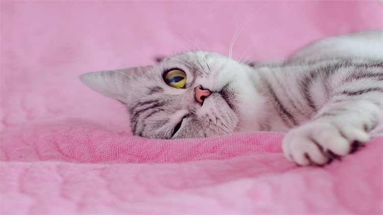 猫宅一生增肥营养膏,猫吃营养膏有什么用