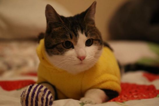 十块钱就能买一只狸花猫是真的吗,几十元的狸花猫能养吗